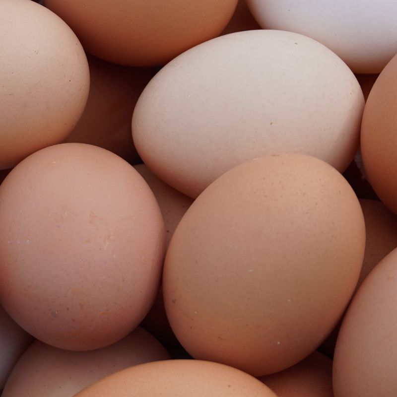 Egg Yolk