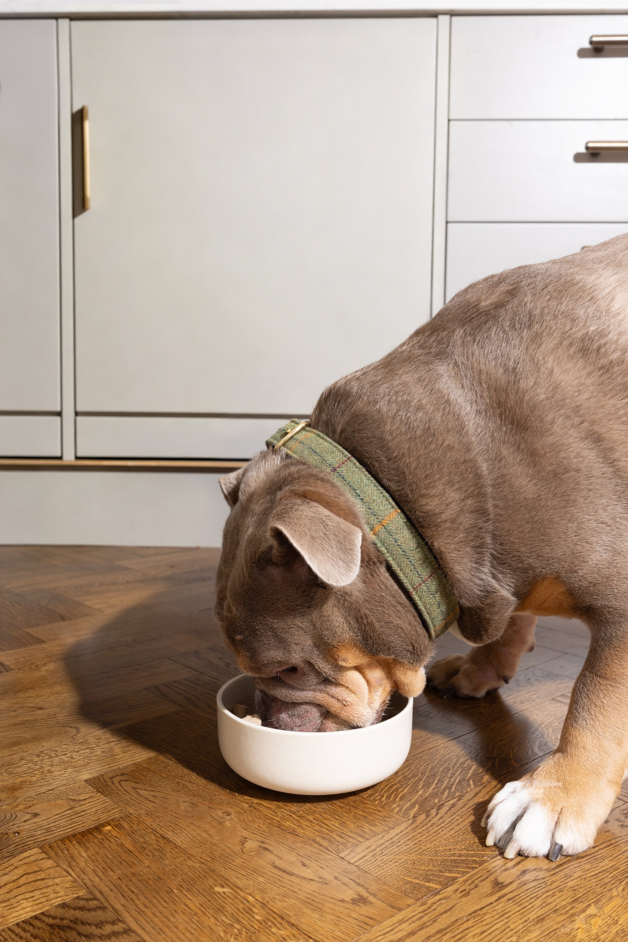 Chicken & Wild-Caught Salmon with Superfoods | Freeze-Dried Raw · Complete Dog Food